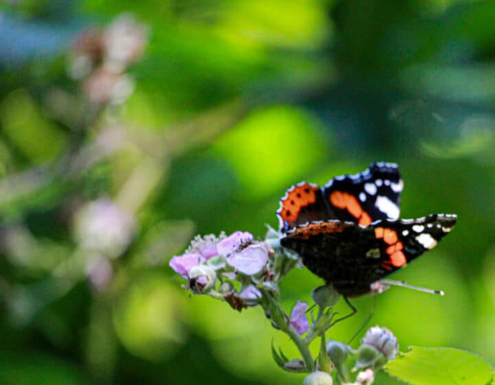 Papillon_sur_fleur-Severine_Legrain_Calvados_Attractivite